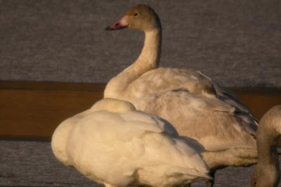 Cygne de Bewick