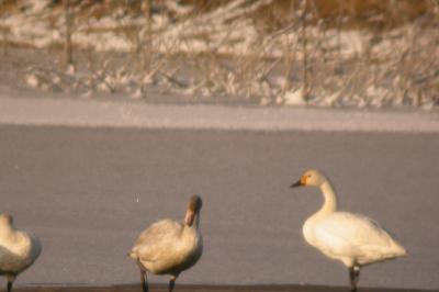 Cygne de Bewick
