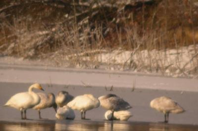Cygne de Bewick