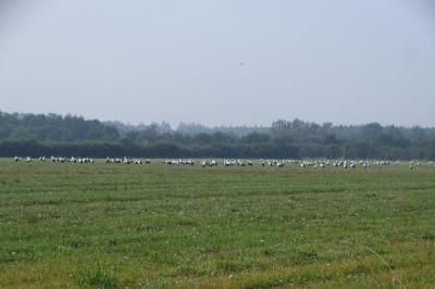 Cigogne blanche