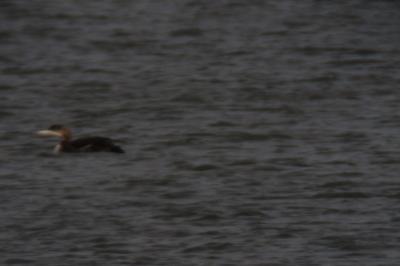 Plongeon imbrin