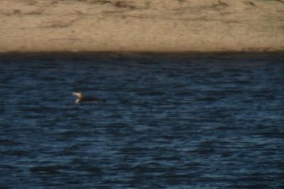 Plongeon imbrin