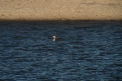 Plongeon imbrin