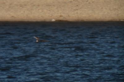 Plongeon imbrin