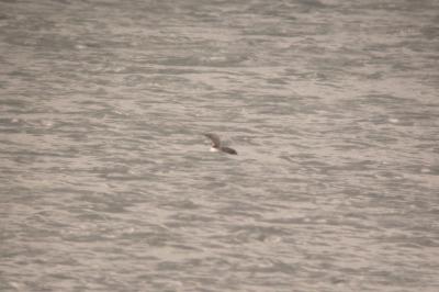 Plongeon catmarin