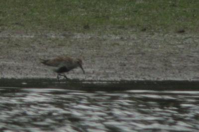 Bécasseau variable
