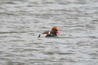 Nette rousse