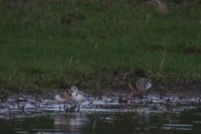 Bécasseau sanderling