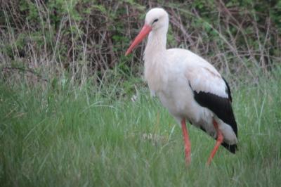 Cigogne blanche
