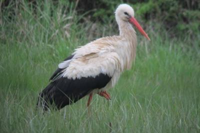 Cigogne blanche