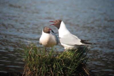 Mouette rieuse