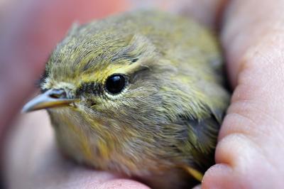 Phylloscopus collybita