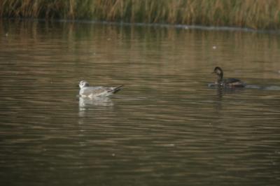 Mouette de Sabine