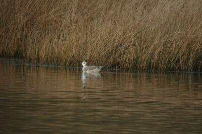 Mouette de Sabine