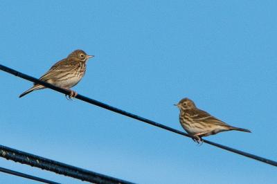 Pipit farlouse