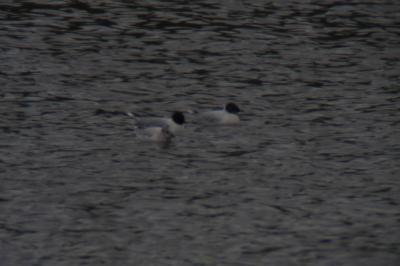 Mouette pygmée