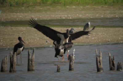 Cigogne noire