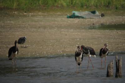 Cigogne noire