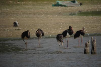 Cigogne noire