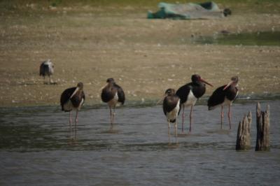Cigogne noire