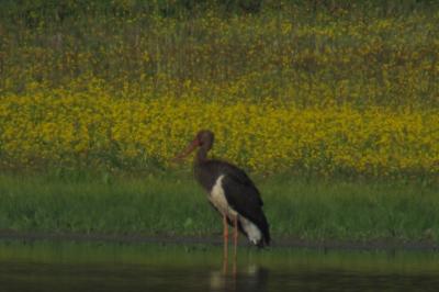 Cigogne noire