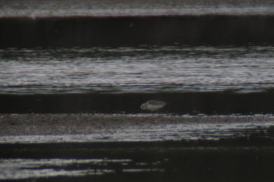 Bécasseau sanderling