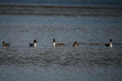 Canard pilet