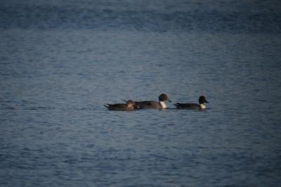 Canard pilet