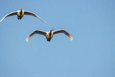 Cygne tuberculé