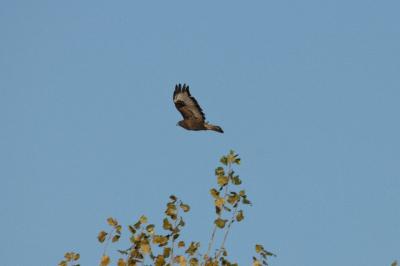 Buse variable