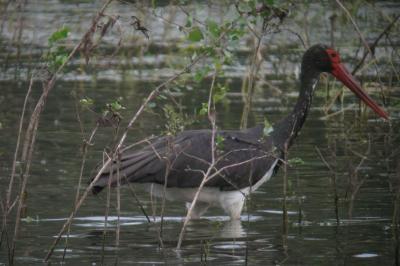 Cigogne noire