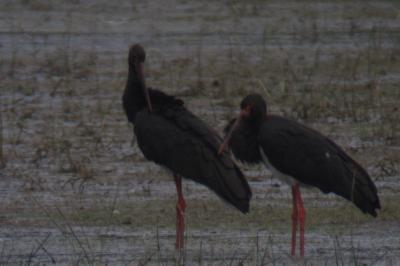 Cigogne noire