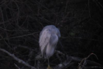 Aigrette des récifs