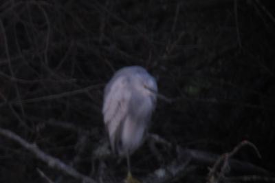 Aigrette des récifs