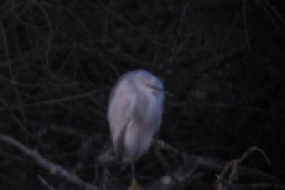 Aigrette des récifs