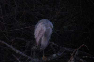 Aigrette des récifs