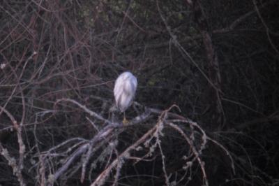 Aigrette des récifs