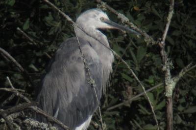 Aigrette des récifs