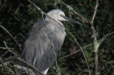 Aigrette des récifs