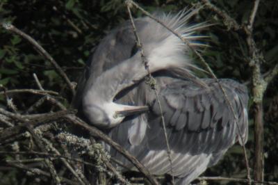 Aigrette des récifs