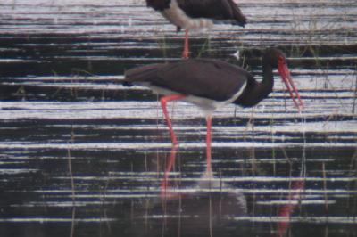 Cigogne noire