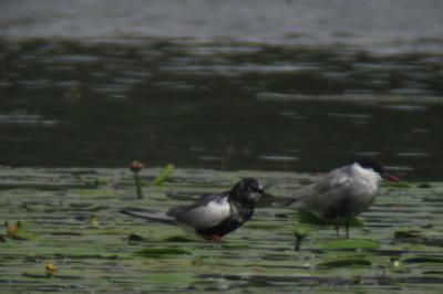 Guifette leucoptère