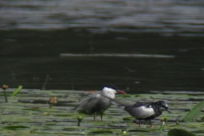 Guifette leucoptère