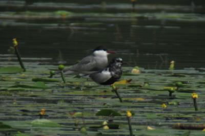 Guifette leucoptère