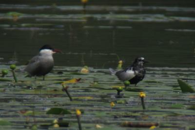 Guifette leucoptère