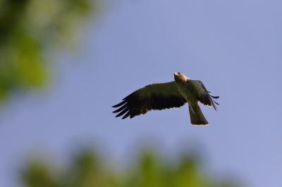 Aigle botté