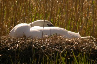 Cygne tuberculé