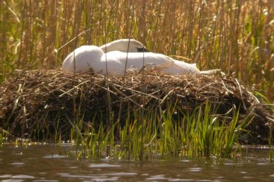 Cygne tuberculé