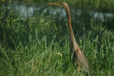 Ardea purpurea