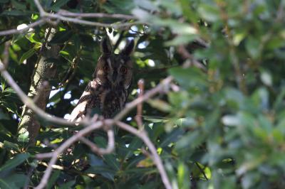 Hibou moyen-duc